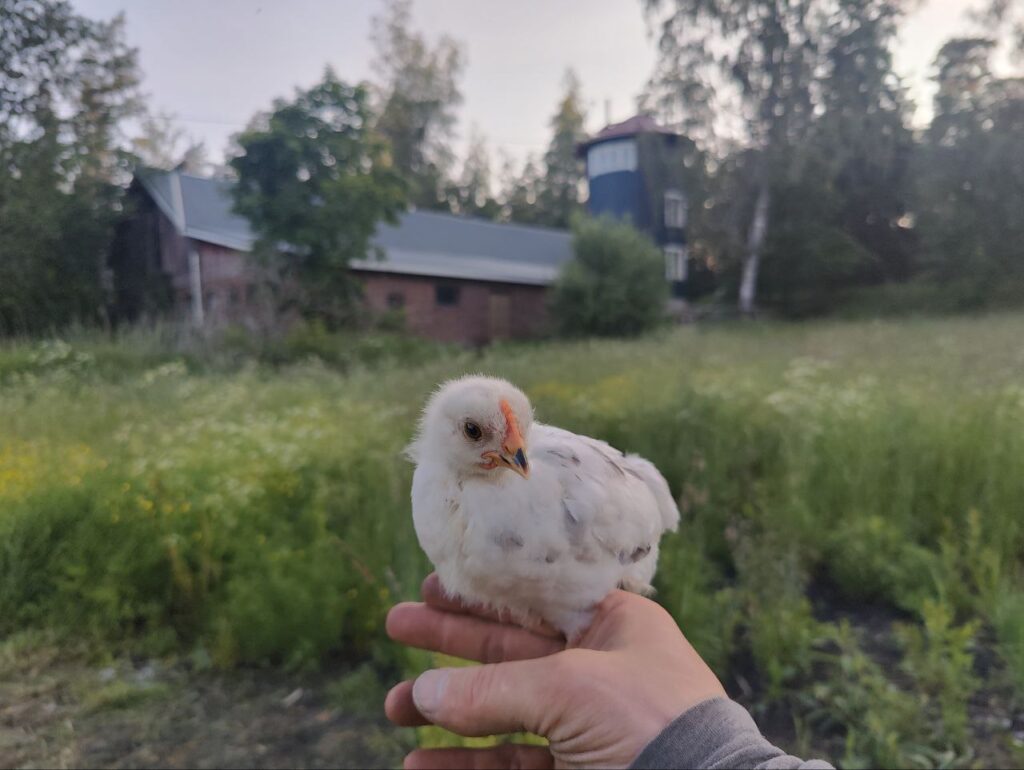Tipu kädellä ja Pikkutammen tornimajoitus taustalla Juhannuksena