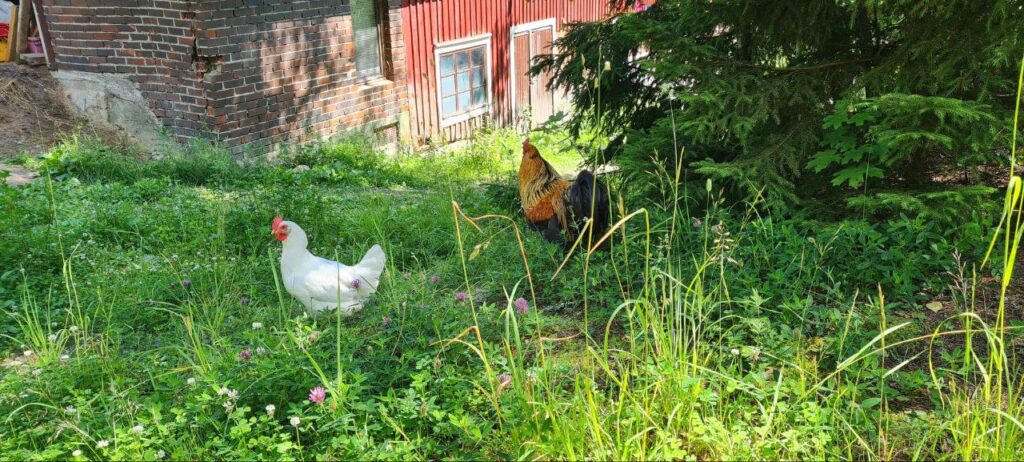 Kanat nautticat vapaudestaan elämysmaatila Biskopsdalissa Varsinais-Suomessa