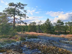 Taikavuoden kallio kesällä. 